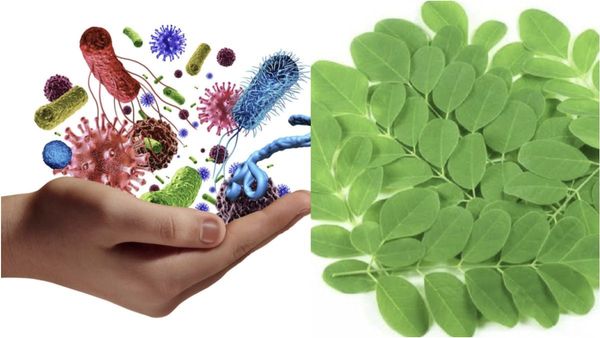 முருங்கை மரம்.. கேழ்வரகு ஒன்னு போதுமே, ஆயுசு கூட்டும் அருமை ஜூஸ்.. மோர் குடிக்கிறீங்களா.. இதை கவனிங்க