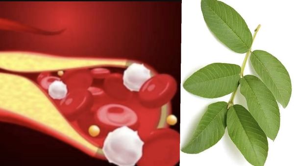 குண்டா இருக்கீங்களா.. இந்த கற்பூரவள்ளி போதுமே.. அதென்ன 