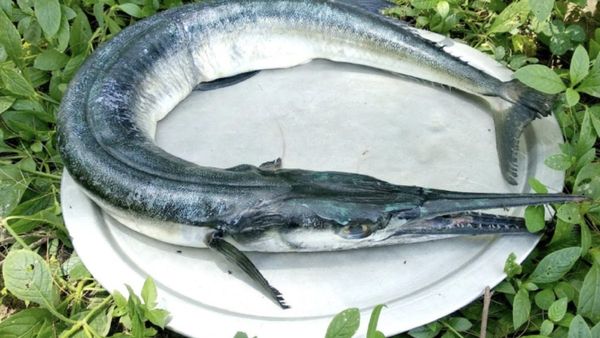 முரல் மீன்.. மீனிலேயே சூப்பர் இதுதான்.. எலும்புகளை உறுதியாக்கும் ஜிலேபி மீன்கள் தெரியுமா? அருமை