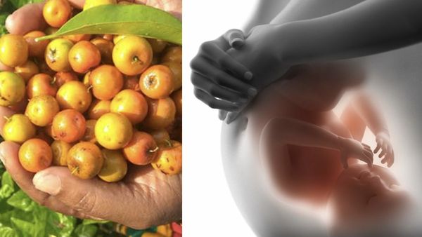 இலந்தை பழம்.. இனிமை நிறைந்த 