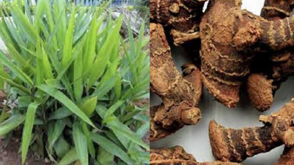 சிற்றரத்தை.. நோயை சிதைக்கும் மூலிகை 