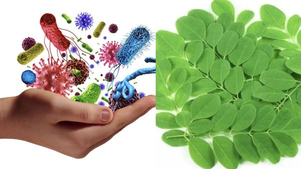 முருங்கைக்கீரை.. அதிசயத்தை காட்டும் முருங்கை.. நோய் எதிர்ப்பு சக்தியை கூட்டும் சூப்பர் பழங்கள் இதான்