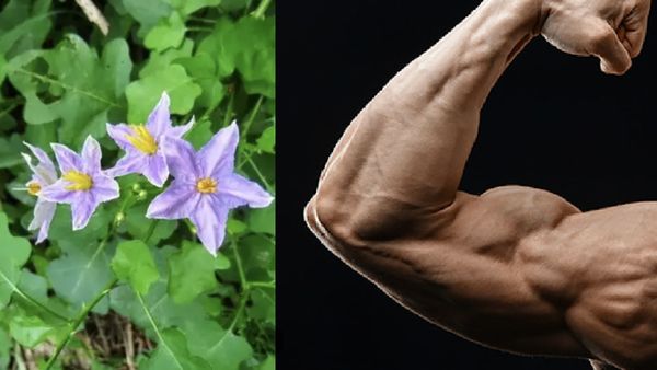 தாளிக்கீரை.. குழந்தை வரம் கொடுக்கும் நறுந்தாலி கீரை தெரியுமா? மூலிகைகளின் வரப்பிரசாதம் தாலிக்கீரை