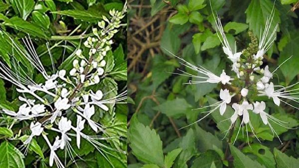 பூனை மீசை.. சிறுநீரக கோளாறை அடியோடு விரட்டும் 