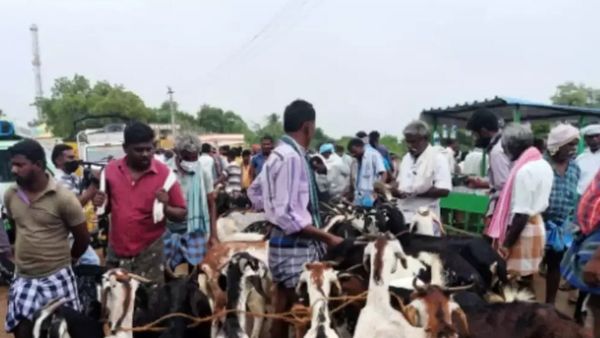 தீபாவளி கறி சோறு.. ஆடுகள் விற்பனை அமோகம்.. ரூ. 20 கோடியை அள்ளிய வியாபாரிகள்