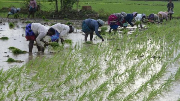 இன்றே கடைசி நாள்.. முடியும் கால அவகாசம்! சம்பா பயிர் காப்பீட்டுக்கு விவசாயிகளுக்கு நல்ல வாய்ப்பு