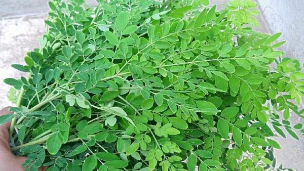 முருங்கைக்கீரை.. முருங்கை ஒன்று போதும், மொத்த கழிவும் நீங்கும்.. காசினிகீரை கிடைச்சா விடாதீங்க.. செம