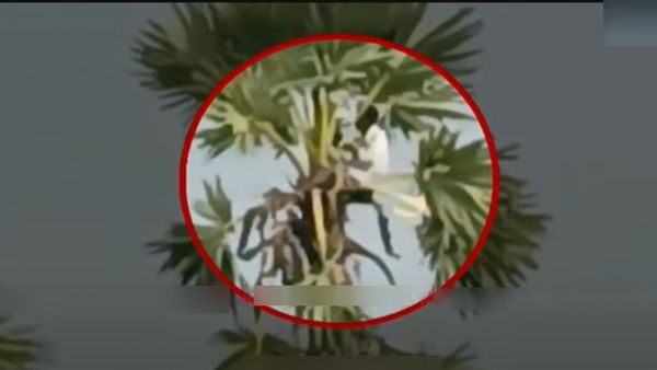ஸ்பாட்டுக்கே போயிட்டாரு.. பனை மரத்து உச்சியிலே 