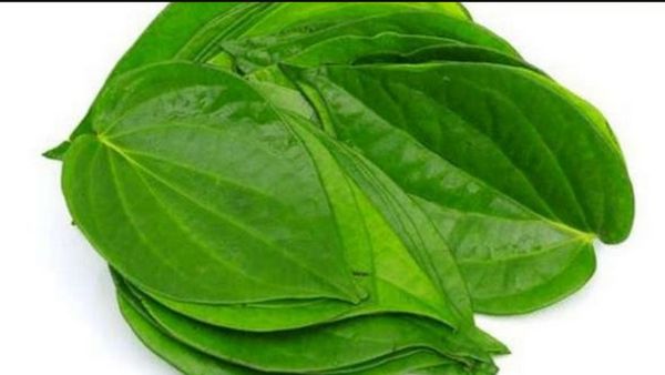 வெற்றி + இலை = வெற்றிலை.. வயிற்றுப்புண்களை ஆற்றும் அற்புதம்.. தம்பதிகளின் வரப்பிரசாதம் வெற்றிலை