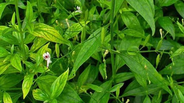 சிறியாநங்கை.. பல நோய்களின் எதிரி சிறியா நங்கை.. சர்க்கரை நோயாளிகளே நோட் பண்ணிக்குங்க.. சூப்பர் மூலிகை