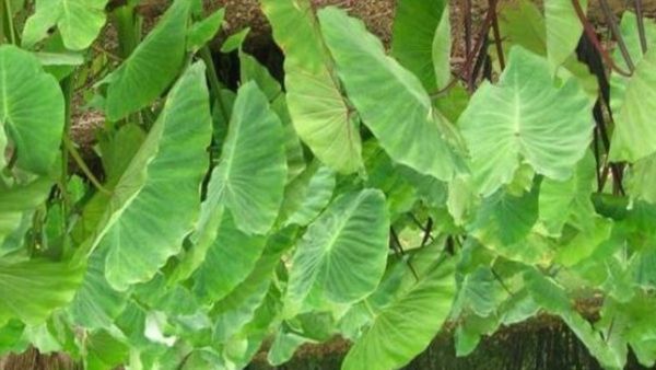 முருங்கையிலை 