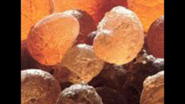 முருங்கை பிசின் போல.. இலை முதல் பூ வரை ஆச்சரியம் கருவேலம் மரம்.. பாலுணர்வு தூண்டும் கருவேலம் பிசின்