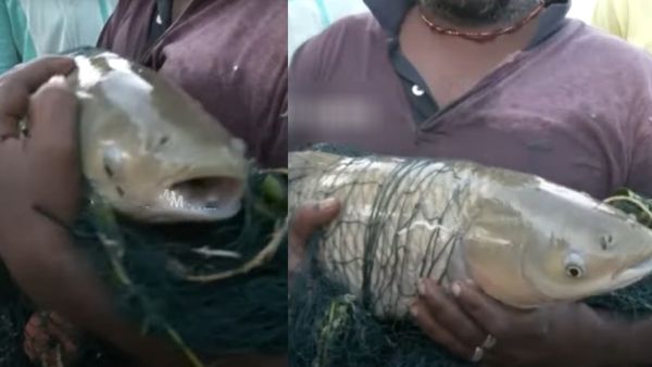 சென்னையில் ஒரே ஆச்சரியம்.. டைடல் பார்க் சிக்னல்ல.. விருந்தாய் வந்த 