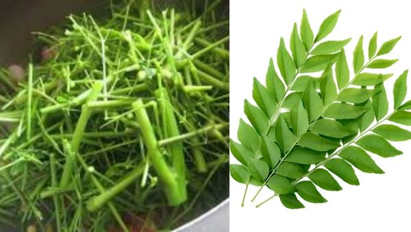 முருங்கை குச்சி.. அருமருந்தாகும் முருங்கை ஈர்க்கு.. கறிவேப்பிலை இருக்குல்ல.. ஆச்சரிய சூப்பர் டிப்ஸ்