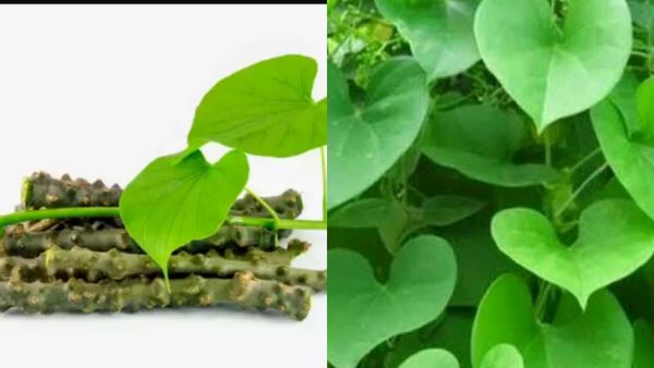 அமிர்தவல்லி இலை.. கல்லீரலை சூப்பரா காக்கும் அட்டகாச அமிர்தவல்லி.. எதிர்ப்பு சக்திக்கு அருமை சீந்தில்