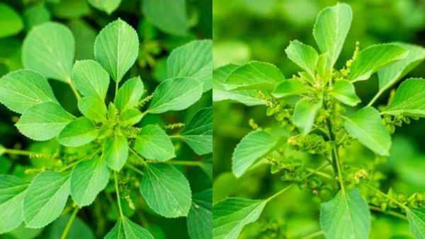 குப்பைமேனி.. சரும நலனை தழைக்க வைக்கும் தழை.. குப்பை மேனியின் ஆச்சரிய மகிமை.. வாவ் குப்பைமேனி எண்ணெய்