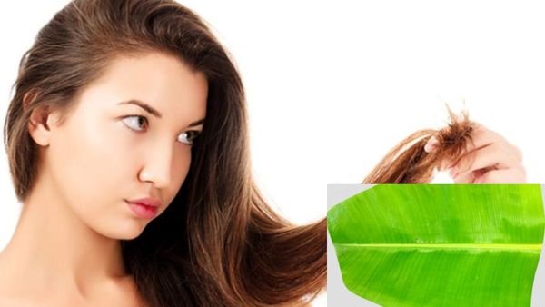 வாழை இலை சாறு.. வாழ வைக்கும் வாழை இலை.. கருகரு தலைமுடி வேணுமா? பளபள சருமம் வேணுமா? வாழையிலை இருக்கே