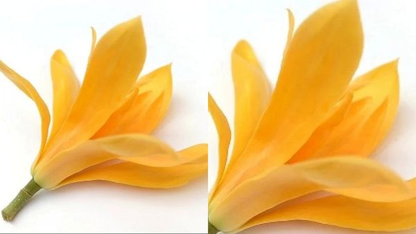 வெறும் பூ போதுமே.. கண்ணை காக்கும் செண்பக பூக்கள்.. ஆண்களுக்கு 