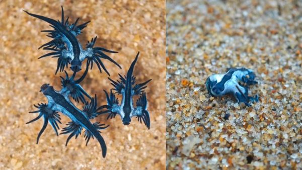 சென்னை பெசன்ட் நகர் பீச்சில்.. கரை ஒதுங்கிய கொடூர விஷ ப்ளூ டிராகன்.. வெள்ளத்திற்கு இடையே நடந்த ஷாக்