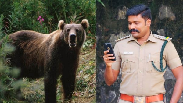 காட்டுக்கு போறீங்களா? இந்த 2 மரத்தடியில் மட்டும் ஓய்வெடுக்காதீங்க! கரடி நீச்சல் அடிப்பதில் மாஸ்டர்!