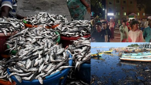 நச்சு வாயு + கொடூர ஆயில்.. அடுத்த சில நாட்களுக்கு கடல் மீன் வாங்குவது பாதுகாப்பா? இதை நோட் பண்ணுங்க