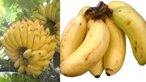 ரஸ்தாளி..ம்ஹூம் ரஸ்தாலியாம்.. அதைவிடுங்க.. சர்க்கரை நோயாளி சாப்பிட வேண்டிய பழம் இதுதானாமே.. சூப்பர்ல