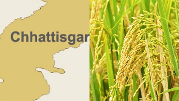 ரிசல்ட்டுக்காக காத்திருக்கும் நெல் மணிகள்.. சத்தீஸ்கரில் வினோதம்! ஏன் என்னாச்சு?