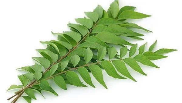 கலக்குது கறிவேப்பிலை ஆச்சரியம்.. முளைக்கீரையுடன் கர்ப்பிணி பெண்கள் தவிர்க்க கூடாத கீரை இதுதான்.. செம