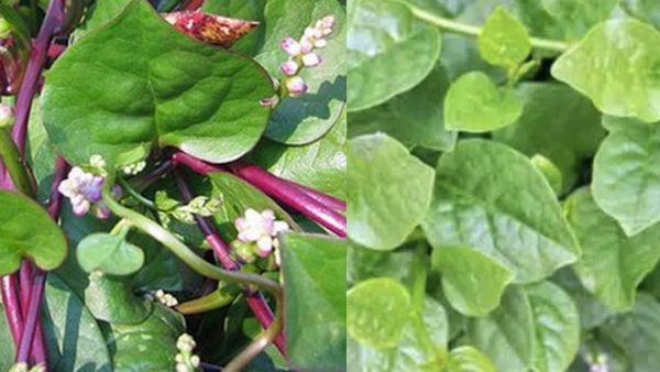 கொடிபசலைக்கீரை.. கொட்டி கொட்டி கொடுக்கும் நன்மைகள்.. பளபள சருமத்துக்கு கைகொடுக்கும் கொடிபசலை இலைகள்