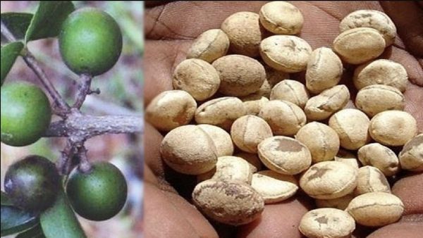 தேற்றான் கொட்டை.. மெலிந்தவரையும் தேற்றும்.. தேறாதவரையும் தேற்றிவிடும் தேற்றான்கொட்டை.. அருமை டிப்ஸ்