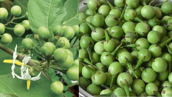 தம்மாதுண்டு சுண்டைக்காய்.. பெரிய பெரிய நோயை அசால்ட்டா ஓட்டுதே.. சுண்டைக்காய் இலை? இது தெரியாம போச்சே