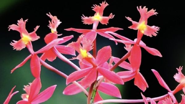 கொடைக்கானல் போறீங்களா? கிறிஸ்துமஸ்க்கு 