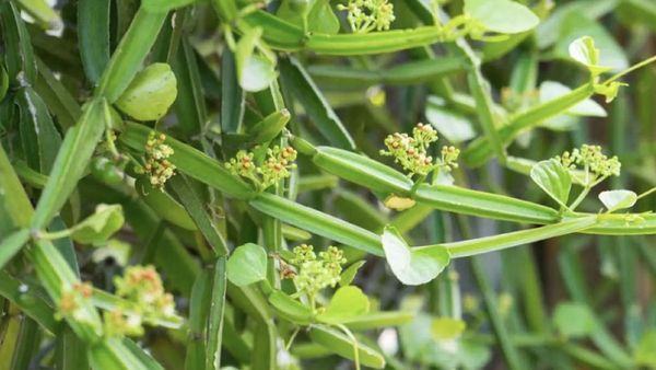 தொங்கும் தொப்பை.. தொள தொள ஊளைச்சதையை விரட்டும் பிரண்டை.. அதென்ன பிரண்டை உப்பு.. அட, இது ஒன்னு போதுமே