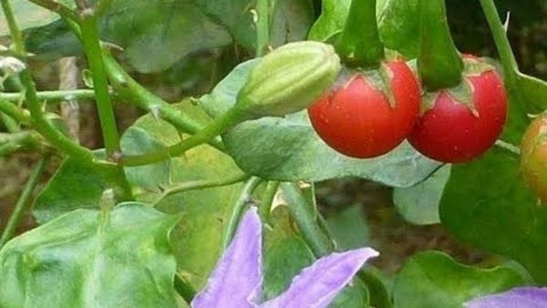 தூதுவளை.. அத்துடன் வேப்பிலை.. பற்களை பாதுகாக்கும் ஆச்சரிய இலைகள்.. ஈறுகளை பாதுகாக்கும் துளசியிலை