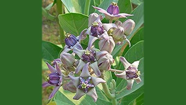 ஒரே இலை போதும்.. எருக்கஞ்செடியின் ஆச்சரிய நன்மைகள்.. எருக்கன் இலைகள் இருந்தாலே ஆயுசு பெருகும்.. செம