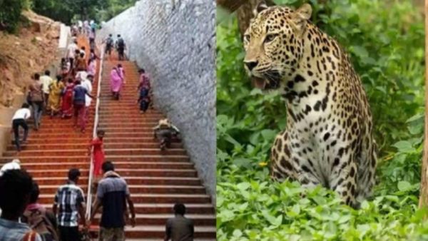 திருப்பதி அலிபிரி நடைபாதையில் மீண்டும் உலா வரும் சிறுத்தைகள், கரடிகள் .. தேவஸ்தானம் அறிவுறுத்தல் 