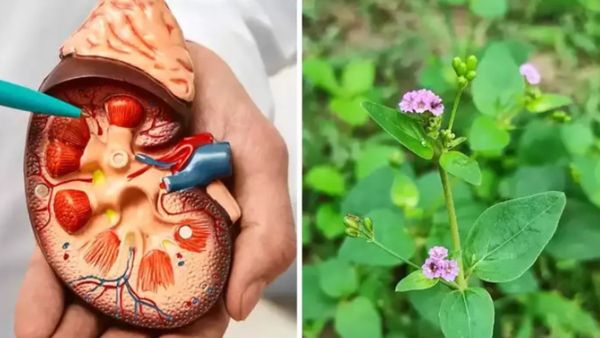 மூக்கிரட்டை இலை.. சிறுநீரக நோய்களை விரட்டியடிக்கும் மூலிகை நண்பன்.. அருமையான மூக்கிரட்டை கீரை சூப்