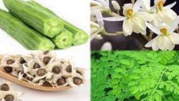 முருங்கை பவுடர்.. ஆச்சரியம் காட்டும் முருங்கை விதை.. முருங்கை பிசின் பவுடரா? அடடா இது தெரியாம போச்சே