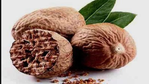 மாசிக்காய்.. மகத்துவம் நிறைந்த காய்..பச்சிளம் குழந்தை முதல் முதியோர்வரை காக்கும் மாசிக்காய் அற்புதம்