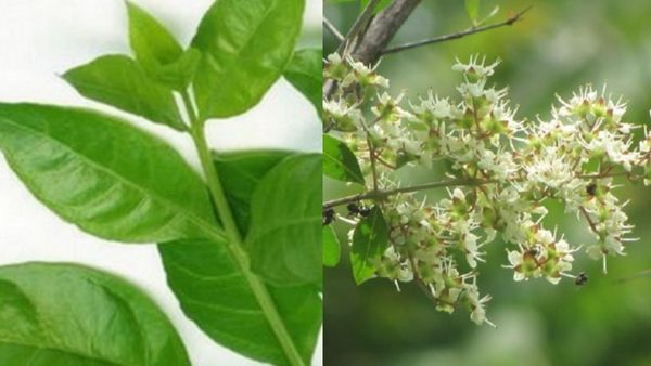 மருதாணி இலை.. மணக்க மணக்க மருதாணி மலர்.. ஒரே தைலத்தில் ஓராயிரம் நன்மைகள்.. மயக்கும் மருதாணி பூக்கள்