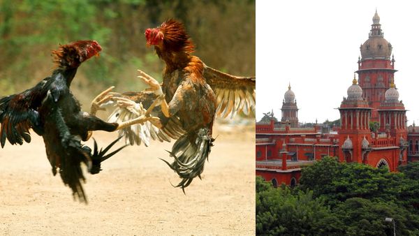 களம் எட்டுல.. சேவல் சண்டை நடத்த உயர்நீதிமன்றம் அனுமதி.. ஆனா சில நிபந்தனைகள்!