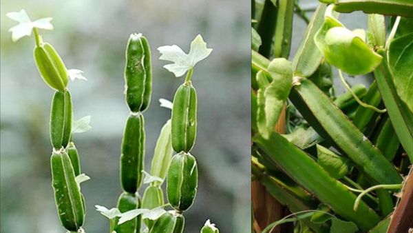 பிரண்டை சூப்பர்: எலும்பு முறிவை விரட்டும் 