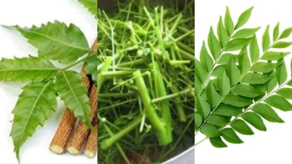 ஈர்க்குச்சி ஈர்க்குதே.. வேப்பங்குச்சி, முருங்கை குச்சி.. அப்பறம் ஆலங்குச்சி.. ஆயுளை கூட்டும் குச்சி