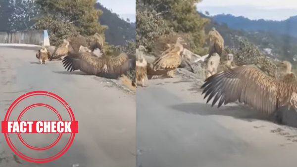 ராமாயணத்தில் வரும் ஜடாயு பறவைகள்.. அயோத்தி வந்ததா? அதிசயத்தை பாருங்களேன் என பரவும் வீடியோ உண்மையா?