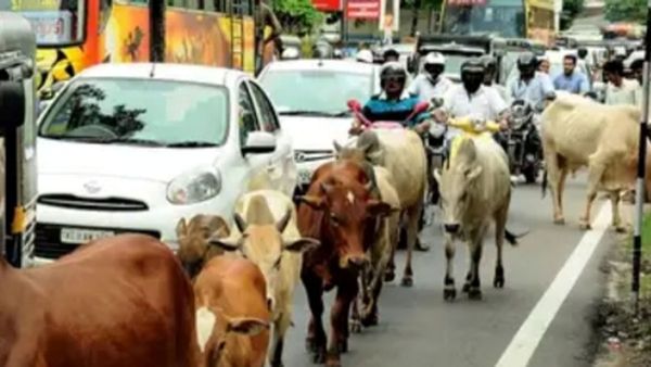 முட்டி தூக்கிய மாடு.. சாலையில் நடந்து வந்த முதியவர் உயிரிழப்பு.. தொடரும் சம்பவங்களால் மக்கள் பீதி