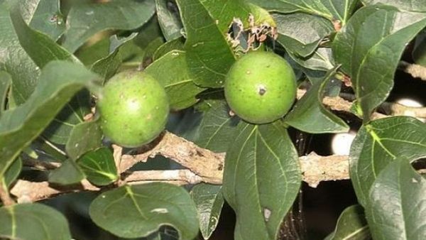 தேற்றான்கொட்டை.. நோஞ்சானை பலசாலியாக்கும் 