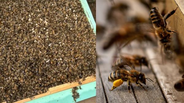 ஒரே இரவில்.. அடுத்தடுத்து செத்து மடிந்த 30 லட்சம் தேனீக்கள்.. அதிர்ச்சி சம்பவம்.. நடந்தது என்ன?