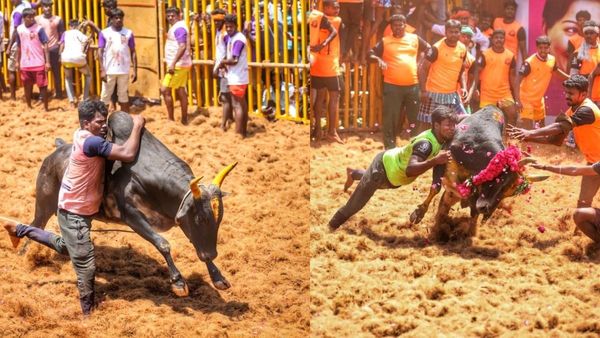 மதுரை ஜல்லிக்கட்டு.. தயாராகும் வாடிவாசல்.. காளைகளுக்கும் வீரர்களுக்கும் முன்பதிவு.. இன்றே கடைசி