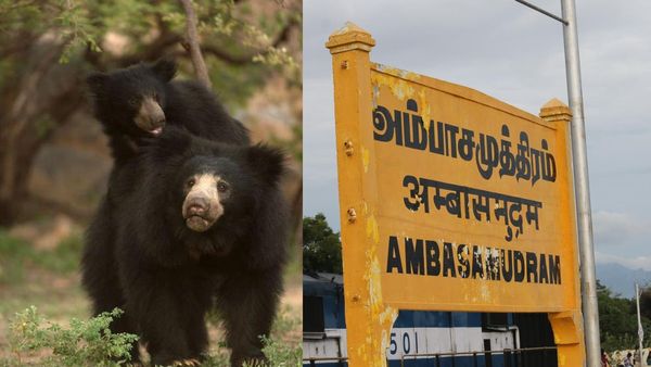 இரவில் சிசிடிவியில் தெரிந்த அந்த உருவம்.. அம்பாசமுத்திரத்தை அலறவிடும் கரடி.. பீதியில் மக்கள்