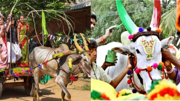 தமிழகம் முழுவதும் மாட்டுப் பொங்கல் உற்சாக கொண்டாட்டம்.. இன்று தான் கிராமங்களில் மிகப்பெரிய திருவிழா